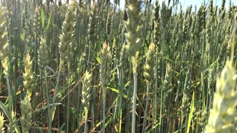 Agriculture, wheat bread. Video stock 341683043