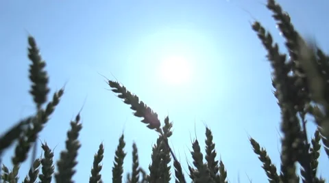 Agriculture wheat cornfield background Video stock 64538985