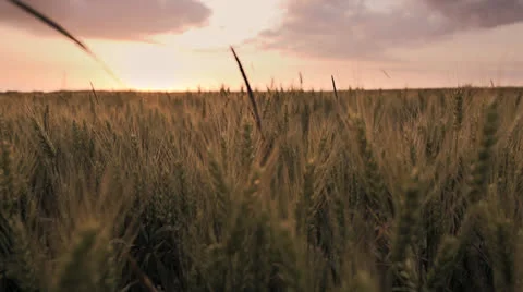 Agriculture wheat cornfield sunset Stock Footage 25604175