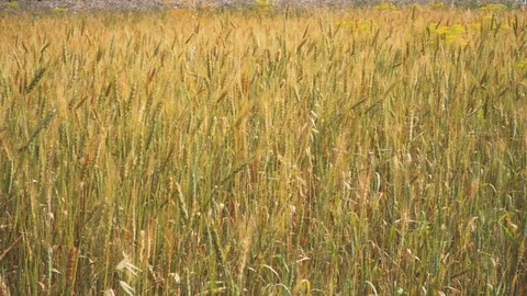 AGRICULTURE wheat field pan Vídeo Stock 111441753