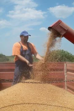 Agriculture, wheat harvesting Stock Photos