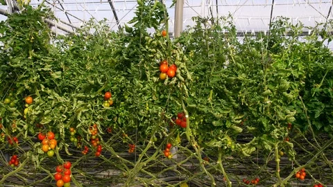 Agriculture, Wide Shot, Medium Shot, Panning, 20 Seconds Or Greater, Indoors, Video stock 93997341