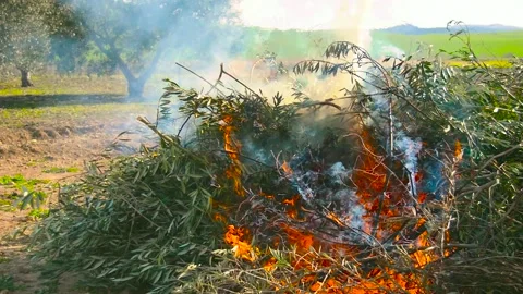Agriculture work: burning the branches after pruning the olive trees in crop Stock Footage 136097445