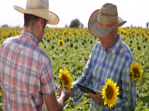 Agriculture Working Meeting Between Farmers Talking About Plants Productivity Video stock 75741553