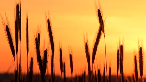 Agriculturesunset 3 Stock Footage 212689920