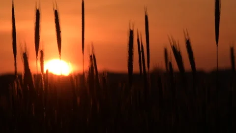 Agriculturesunset 4 Stock Footage 212703435