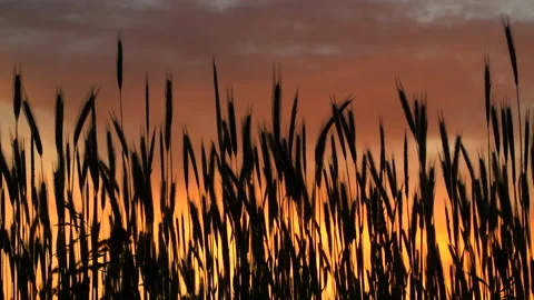 Agriculturesunset 6 Stock Footage 212689714