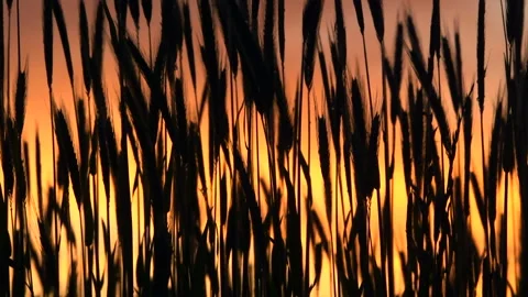 Agriculturesunset 7 Stock Footage 212703409