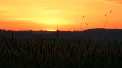 Agriculturesunset 7 Stock Footage 212707012