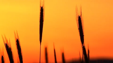 Agriculturesunset 9 Stock Footage 212706970