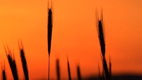 Agriculturesunset5 스톡 동영상 212696350