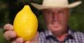 Agriculturist Recommend Yellow Exotic Citrus Fruit Ripe Refreshing Juicy Lemon 4k or 4k+ Resolution