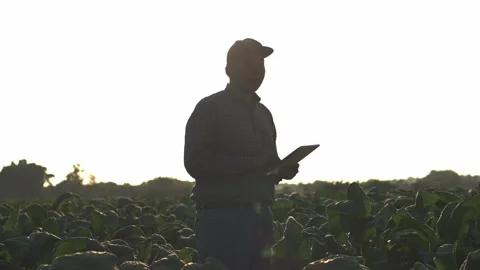 Agriculturist utilize the core data network in the Internet from the mobile. Stock Footage 168370595