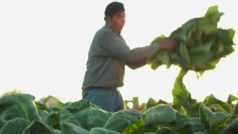 Agriculturist utilize the core data network in the Internet from the mobile. Stock Footage 168370605