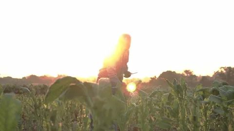 Agriculturist utilize the core data network in the Internet from the mobile. Stock Footage 168370607