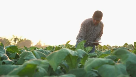 Agriculturist utilize the core data network in the Internet from the mobile. Stock Footage 168370612