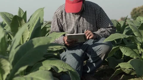 Agriculturist utilize the core data network in the Internet from the mobile. Stock Footage 168370648