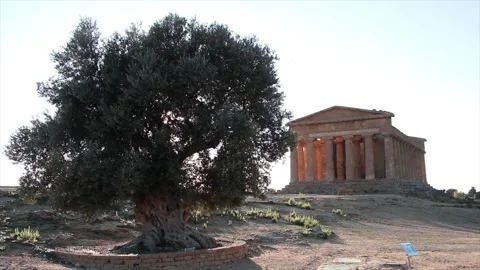 Agrigento sicily italy ancient temple of concordia wide shot with tree in front Stock Footage 252154472