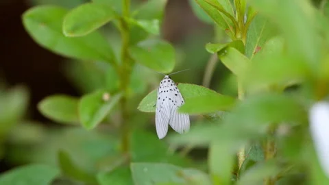 Agrisius Fuliginosus Moore moth, white with black spots, resting on leaf. Stock Footage 257528185