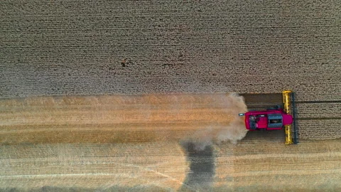 Agriulture process in wheat field. Heavy technics gathers crop. Rural landscape. 스톡 동영상 149207112