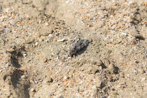 Agrius convolvuli, the convolvulus hawk-moth, butterfly on the sand of Cons.. Stock Photos