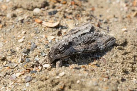 Agrius convolvuli, the convolvulus hawk-moth, on the sand of Constanta beac.. Stock Photos
