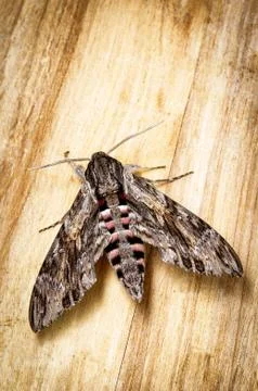 Agrius convolvuli Stock Photos