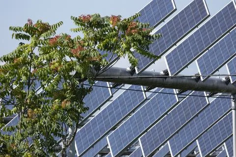 Agrivoltaic Stock Photos