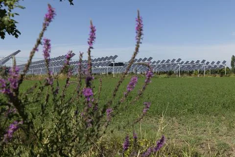 Agrivoltaic Stock Photos