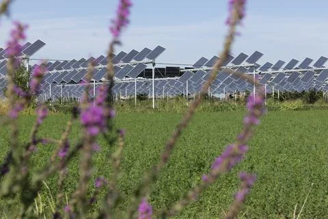 Agrivoltaic Stock Photos