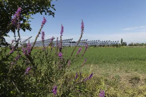 Agrivoltaic Stock Photos