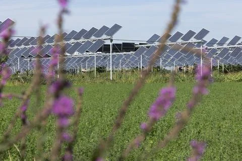 Agrivoltaic Foto stock