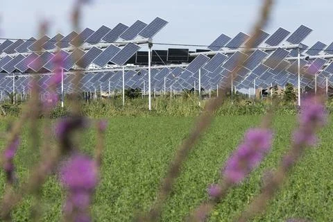 Agrivoltaic Stock Photos