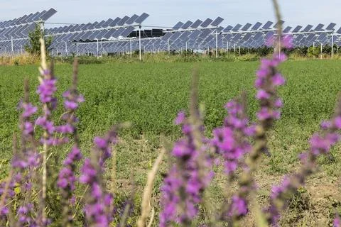 Agrivoltaic Stock Photos