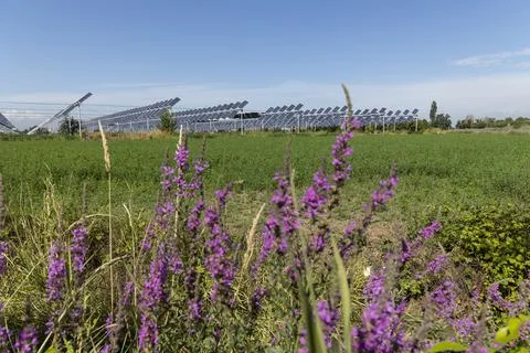 Agrivoltaic Stock Photos