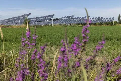 Agrivoltaic Foto stock