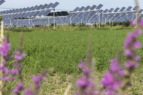 Agrivoltaic Stock Photos