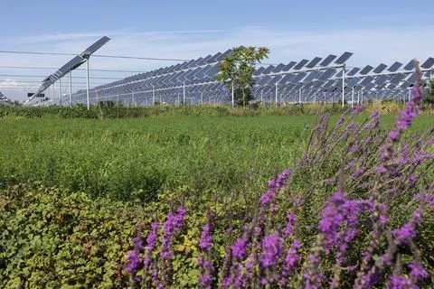 Agrivoltaic Stock Photos