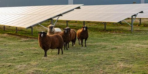 Agrivoltaic solar modules with sheep during sunset Stock Photos