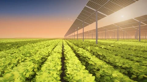 Agrivoltaic Solar Panels Over Soybean Crop Rows Golden Hour Seamless Loop 스톡 동영상 347071057