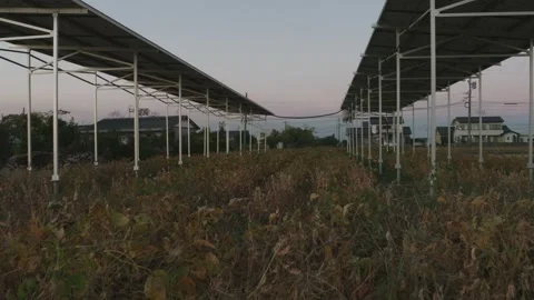 Agrivoltaics or Agrisolar, Dual-use Solar Panels and Agriculture, Dolly shot Stock Footage 266894529