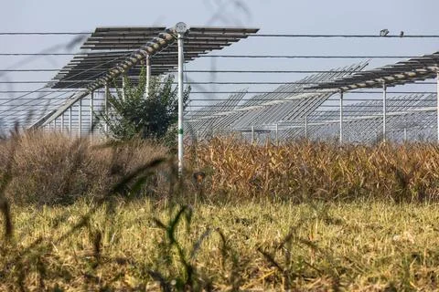 Agrivoltaics Stock Photos