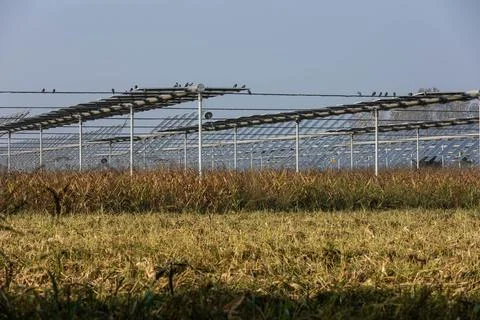 Agrivoltaics Stock Photos