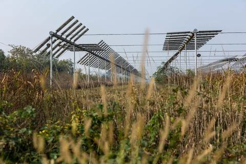 Agrivoltaics Foto stock