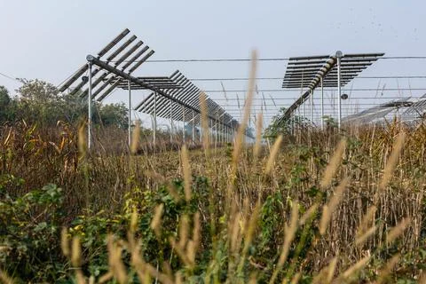 Agrivoltaics Stock Photos