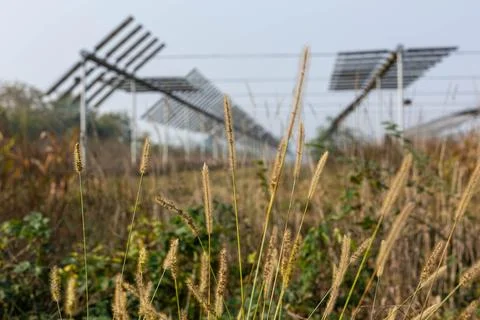 Agrivoltaics Stock Photos