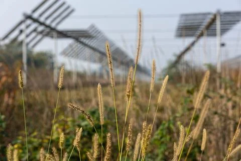 Agrivoltaics Stock Photos