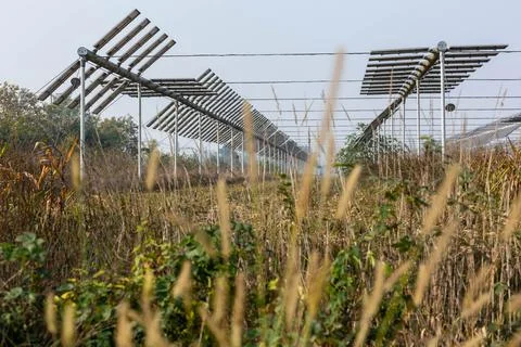 Agrivoltaics Stock Photos