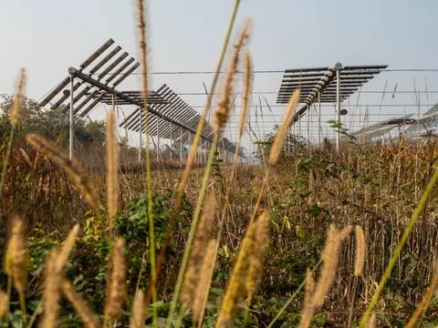Agrivoltaics Stock Photos