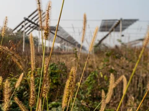 Agrivoltaics Stock Photos